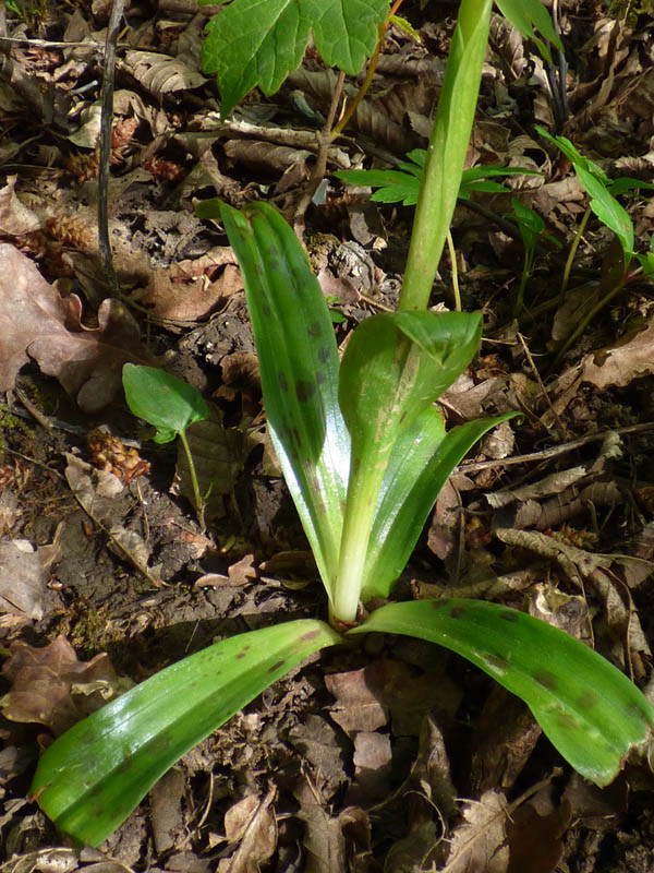 Orchis mascula 'purpurea'